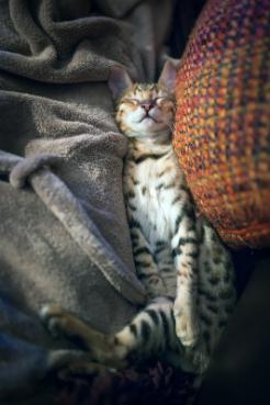 Bengal cat breeders