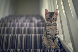 Bengal Cat Breeder
