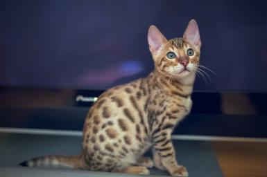 Bengal Cat Breeders