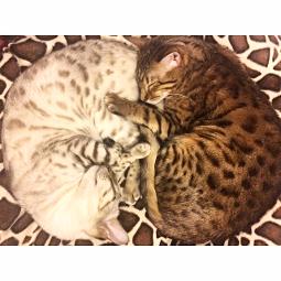 bengal kittens for sale