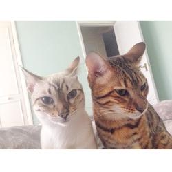 bengal cat breeder wiltshire