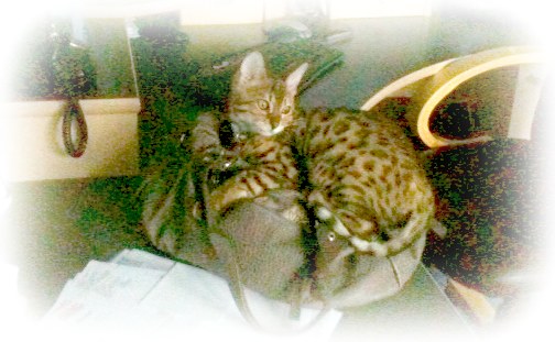 Bengal Cat Breeders