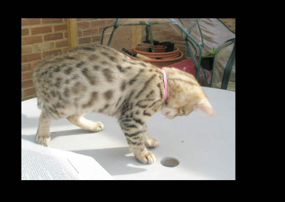 Bengal kittens for sale