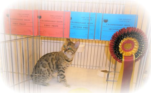 Bengal Cat Breeder
