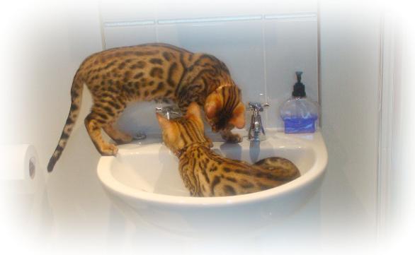 Bengal Cat Breeders