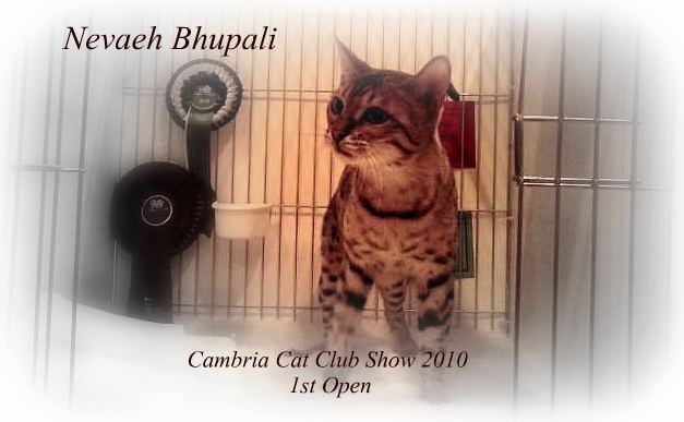 Bengal Cat Breeder