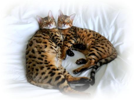 Bengal Cat Breeders