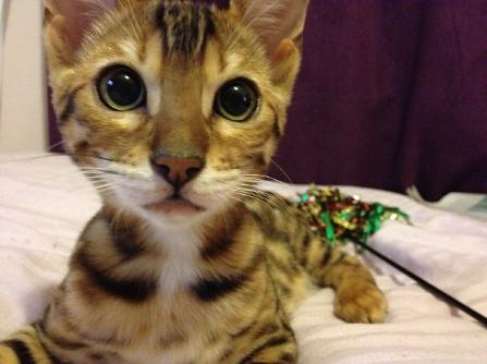 Bengal Cat Breeder