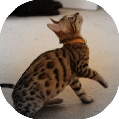 Bengal kittens for sale