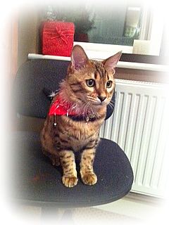Bengal Cat Breeders