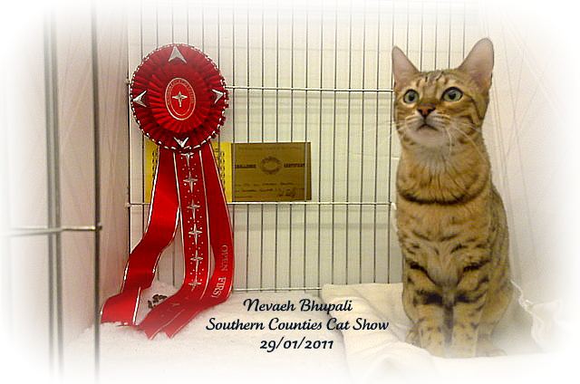 Bengal cat breeders
