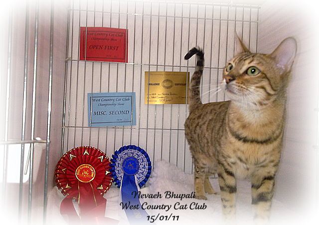Bengal