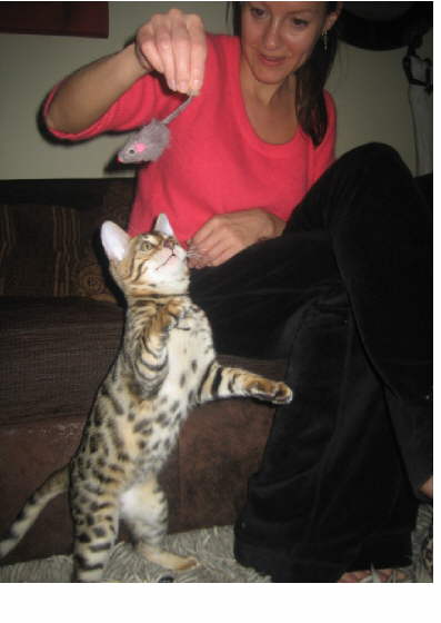 Bengal kittens for sale