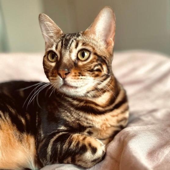 Nevaeh Bengals
