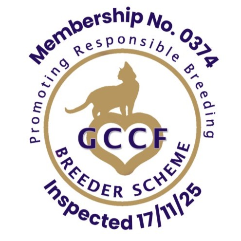 Bengal Kittens London