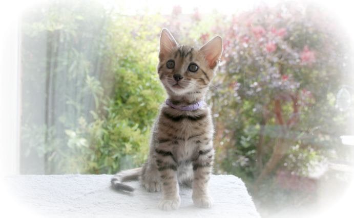 Bengal Cat Breeders