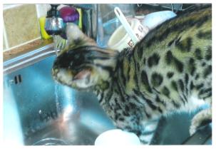 Bengal cat breeder