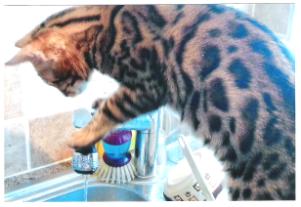 Bengal cat breeder