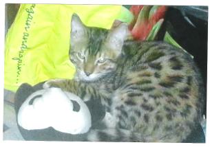 Bengal cat breeders