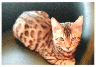 Bengal cat breeders