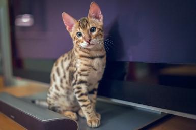 Bengal Cat Breeder